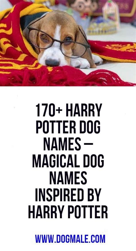 Enchanting Encounters: Choosing a Magical Name for Your Pet